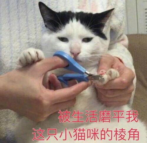(猫修仙表情包)探秘猫开修仙中心：人气红火能保持多久？