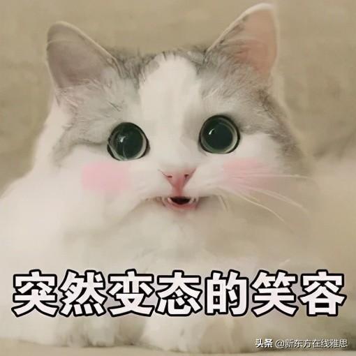 (猫修仙表情包)探秘猫开修仙中心：人气红火能保持多久？
