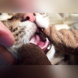 经常亲猫咪的嘴巴会得病吗？如何保护我们的佳宠免受口腔问题的困扰？