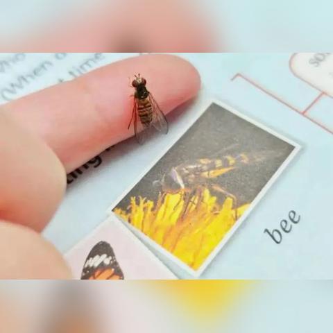 (学校不允许用小蜜蜂)教育部明令禁止学校使用小蜜蜂作为教学道具